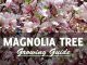 How to grow a magnolia tree
