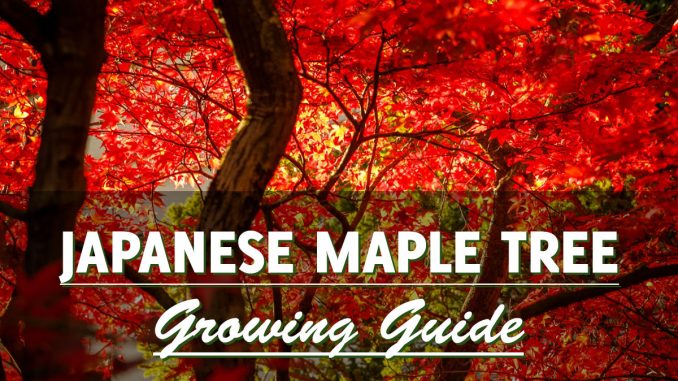 Japanese Red Maple Tree Growing Guide