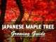 Japanese Red Maple Tree Growing Guide