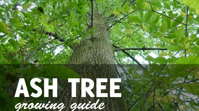 Ash Tree Growing GUide