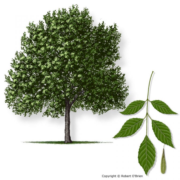 Ash Tree Growing Guide Disease And Pests Planting Pruning And Care