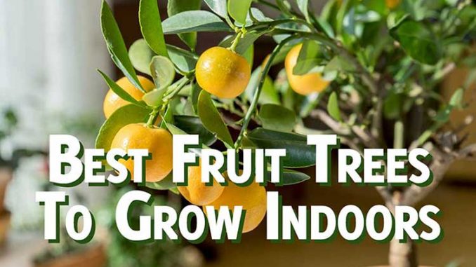 Best fruit tree to grow indoors