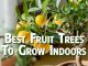 Best fruit tree to grow indoors