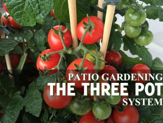 Vegetables For Patio Gardens: The Three Pot Garden