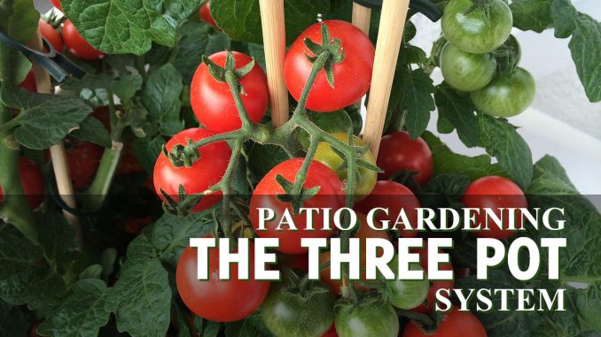 Vegetables For Patio Gardens: The Three Pot Garden