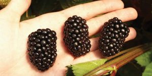 How to grow blackberries in containers