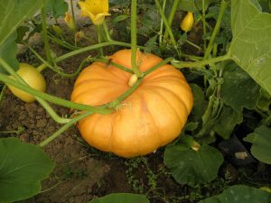 encourage round pumpkin growth in containers