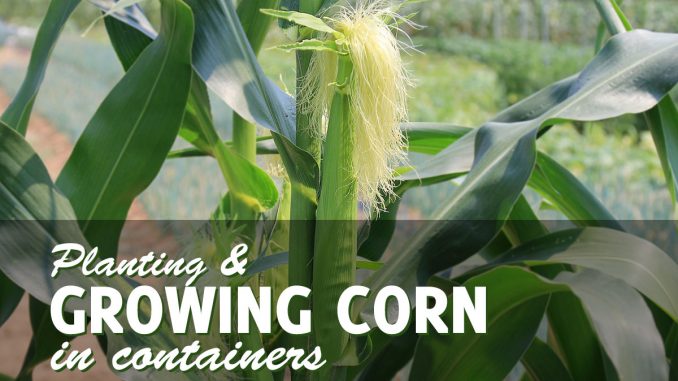 Growing Corn in a Pot or Container