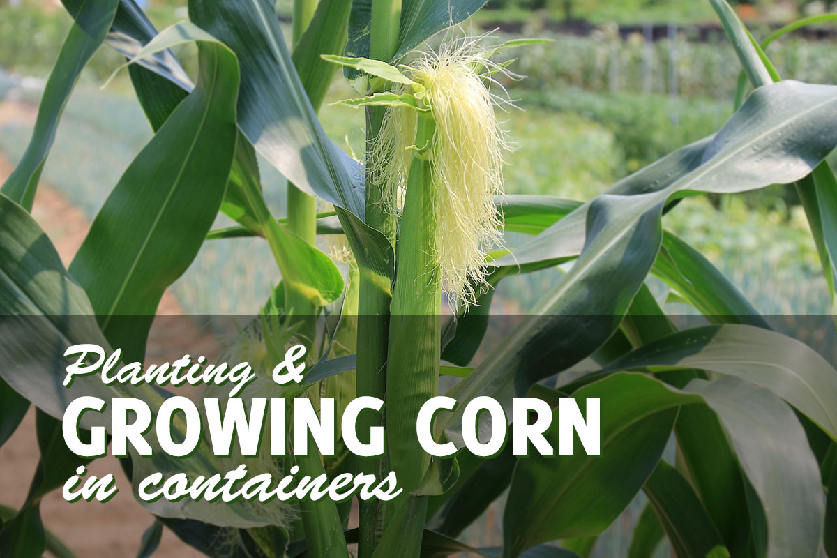 Growing Corn in a Pot or Container