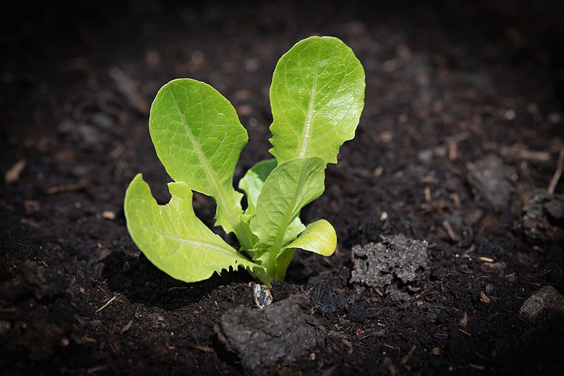 growing lettuce in pots