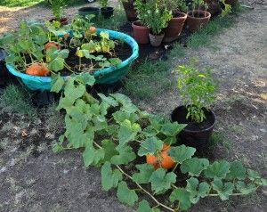 growing pumpkins in kiddie pool