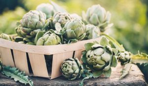 harvesting artichokes grown in pots