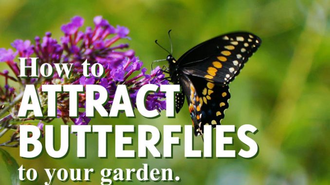 How to attract butterflies to your garden