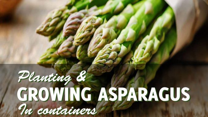 how to grow asparagus in containers