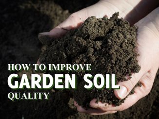 How To Improve Garden Soil Quality
