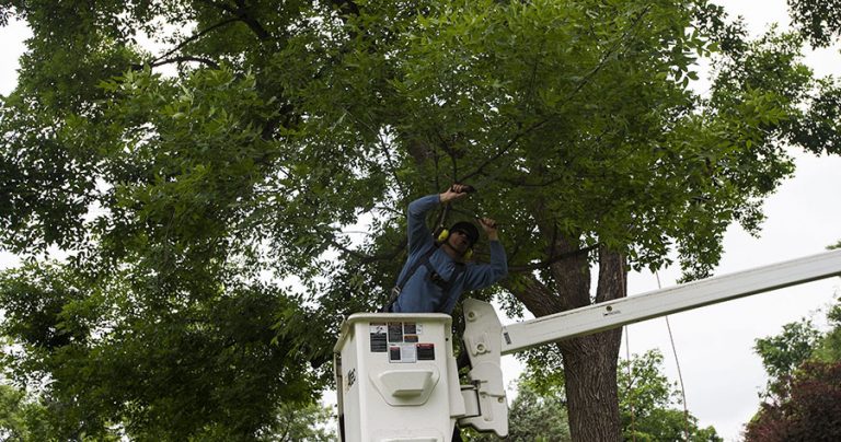 Ash Tree Growing Guide Disease And Pests Planting Pruning And Care