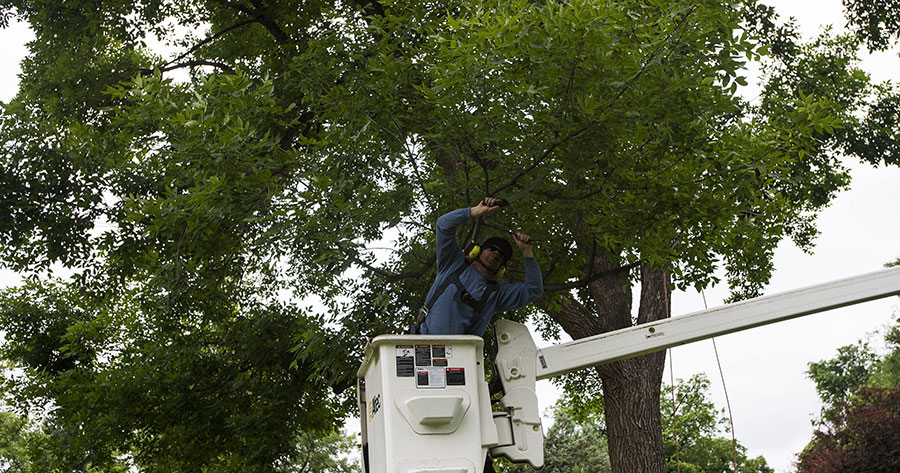 How to prune an ash tree