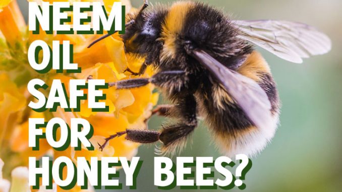 Is neem oil safe for bees?