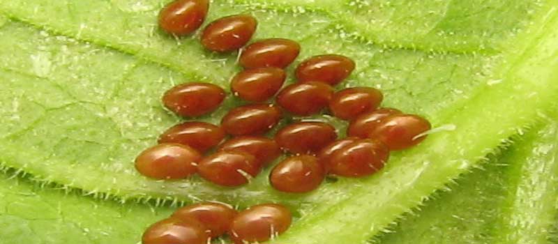 Neem oil for squash bug eggs