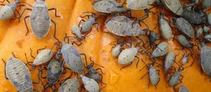 Neem oil for adult squash bugs