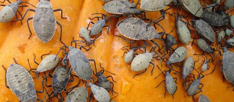 Neem for adult squash bugs