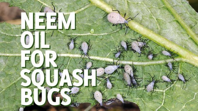 neem oil for squash bugs