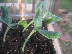 pumpkin sprouting in containers