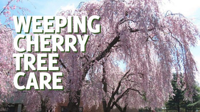 Weeping Cherry Tree Care