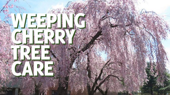 Weeping Cherry Tree Care Information Gardenhugs Com