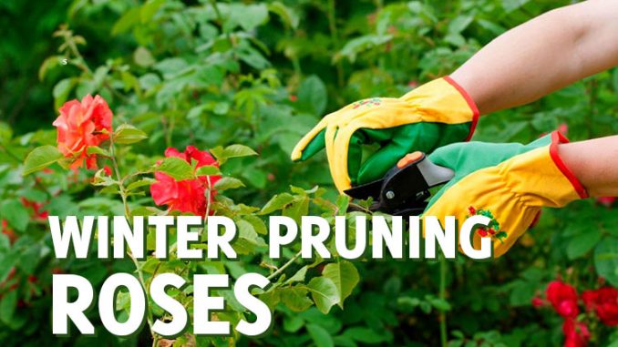 Winter Pruning Roses