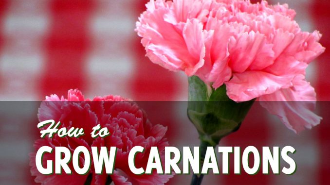 How to grow carnations