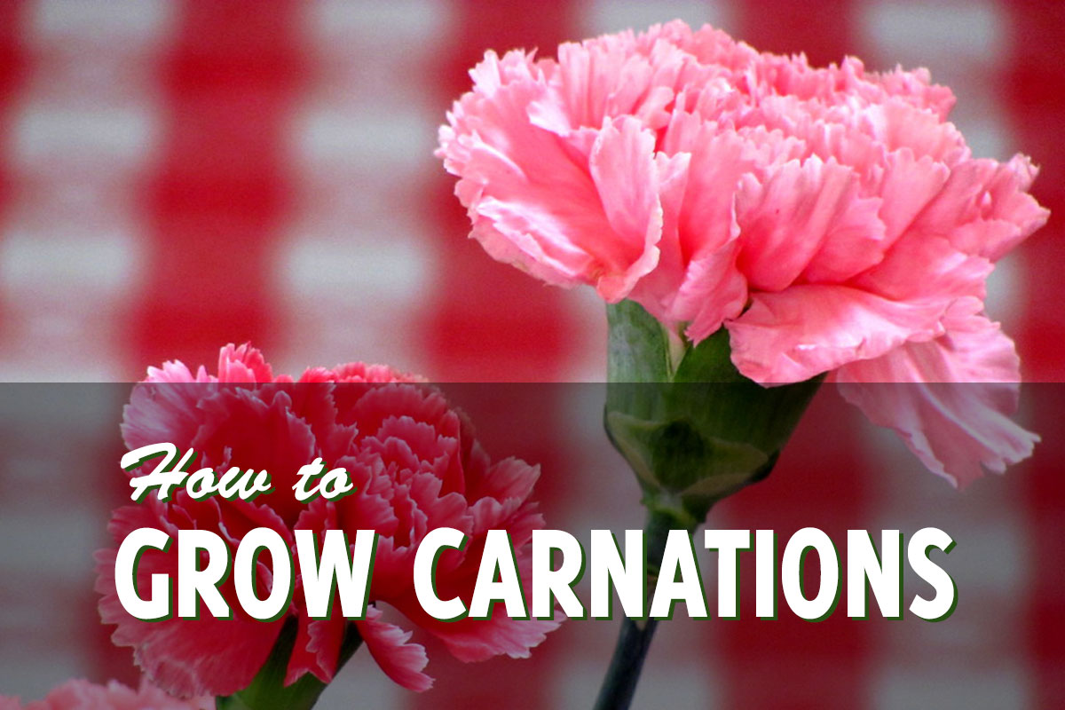 How to Grow Carnations at Home