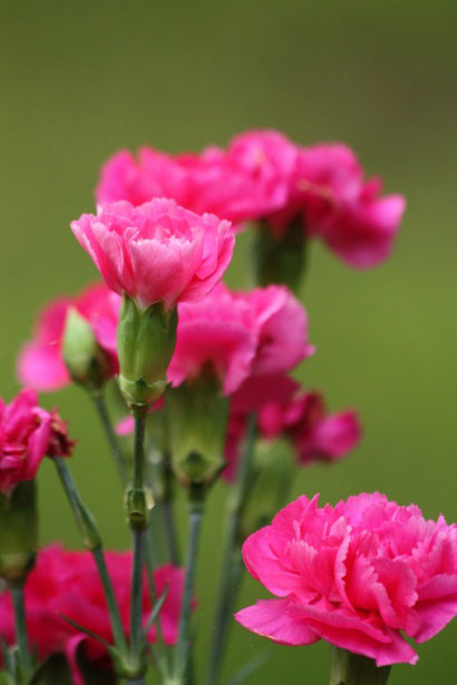 Growing Carnations