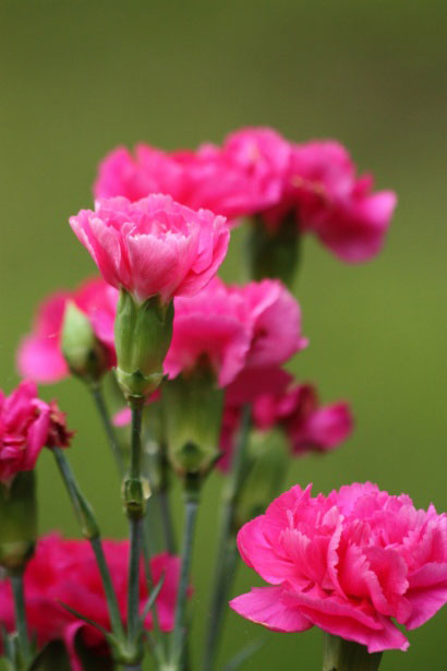 How to Grow Carnations at Home - GardenHugs.com